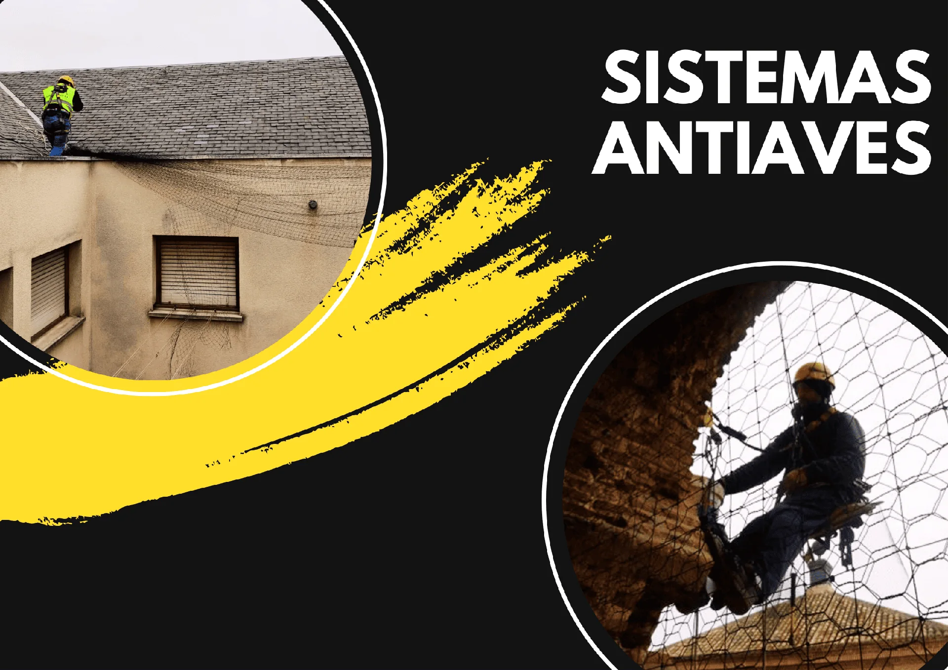 antiaves