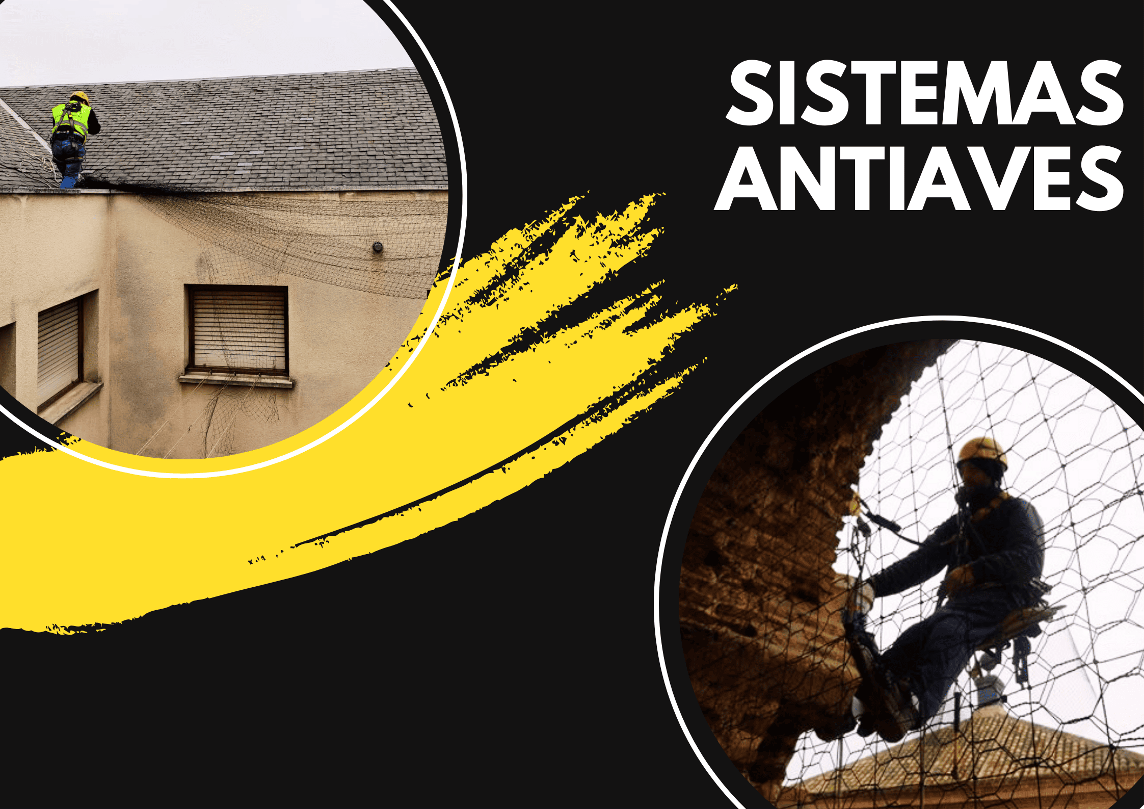 antiaves